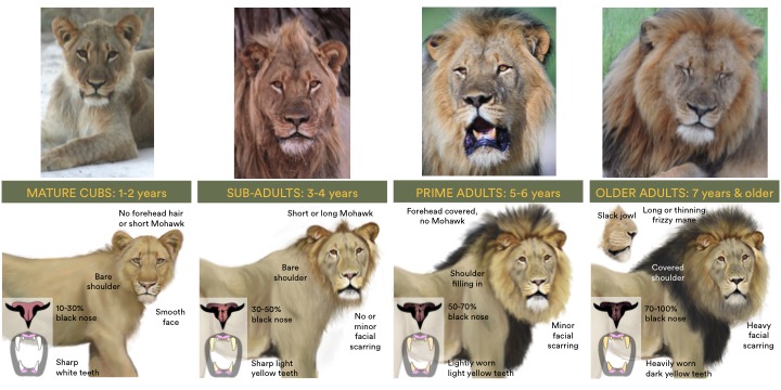 How to Age a Lion | Panthera